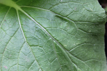 Real cabbage, young cabbage, young cabbage leaf, green leaf,