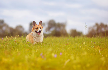 red dog Corgi puppy walks on a green blooming summer meadow with his head out language