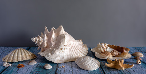 Still life with shells. A reminder of a vacation at sea.
