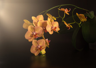 Still life with a blooming orchid.