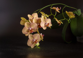 Naklejka na ściany i meble Still life with a blooming orchid.