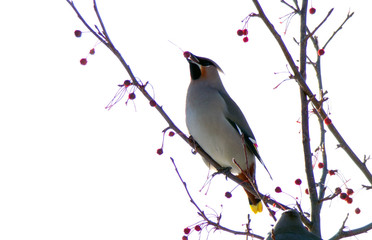 Feeding birds in winter. The bird eats berries from hunger.