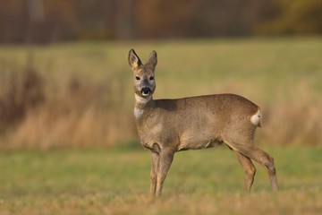 wildlife scene from spring nature. roe deer standing on meadow. Deer in the nature habitat. Capreolus capreolus.