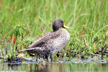 Yellow-billed ducks, Mabamba Bay, Uganda