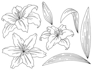Lily flower graphic black white isolated sketch set illustration vector