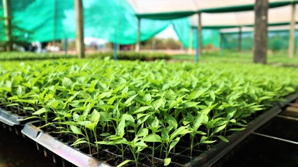 Vegetable seedlings in a large nursery