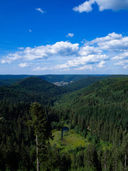Landscape of Forest