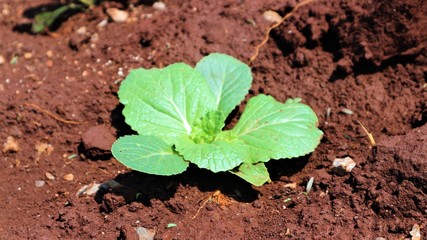 4 weeks turnip seedlings