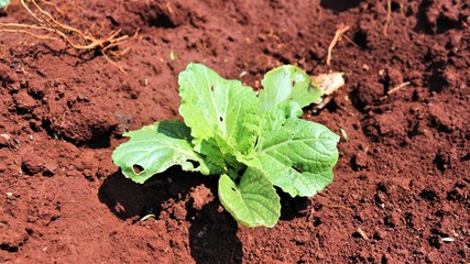 4 weeks turnip seedlings