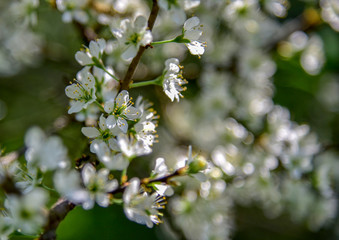 White branch of cherry blossoms on a blurred background.