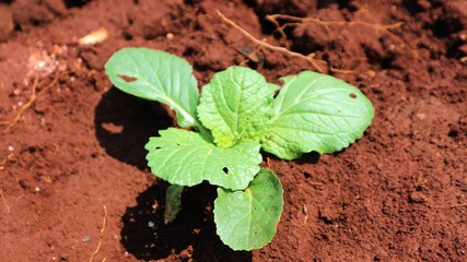 4 weeks turnip seedlings