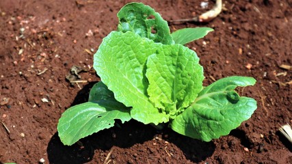 4 weeks turnip seedlings