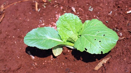 4 weeks turnip seedlings