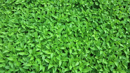 green leaves background