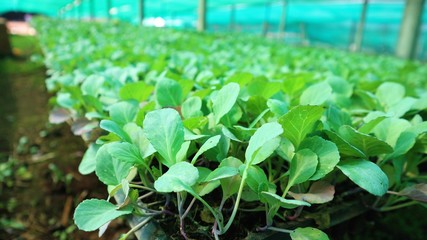 Vegetable seedlings 3 weeks old