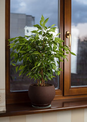 Ficus in brown pots on the windowsill