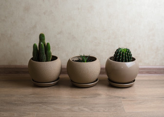 Various cactus and succulent plants in identical beige pots 