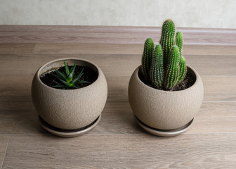 Various cactus and succulent plants in identical beige pots 