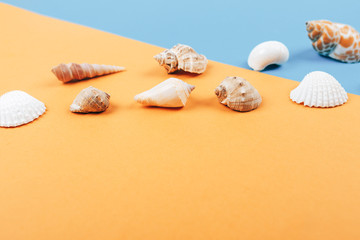 Seashell collection, shells in line on blue and orange background, space for text.