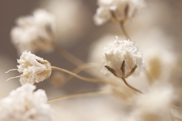 Neutral romantic gypsophila lovely flowers card macro