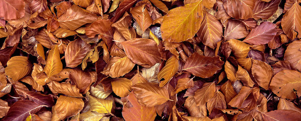 autumn leaves background