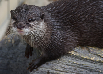 コツメカワウソ