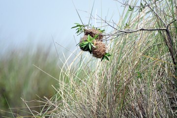 Weaver nest, Mabamba Bay, Uganda