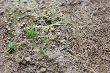the roots, small root, plant roots,