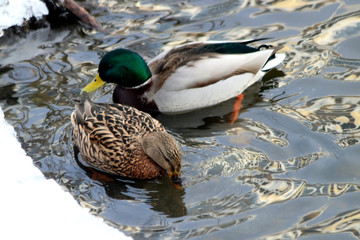 duck in the water