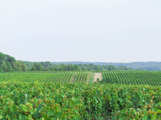Fototapeta na wymiar rows of grapesvine plants in france vineyard