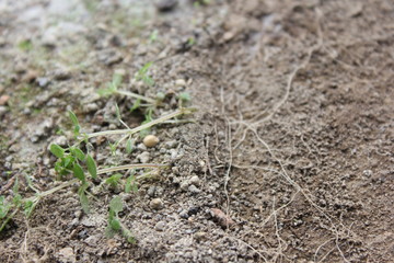the roots, small root, plant roots,