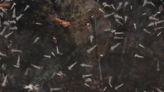 Closeup shot of Mosquito larva in dirty water, Slider shot