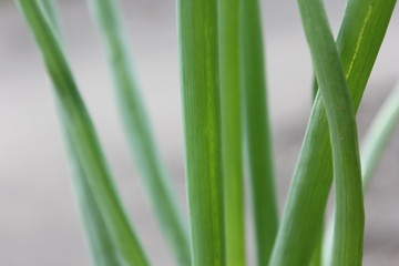 Green Onion