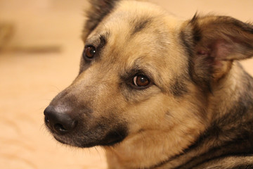 Mixed breed dog portrait at home. Domestic animal lookinfg at camera with smart brown eyes. Drop or pendant ears. Large or medium sized pooch. Sable colored fur.