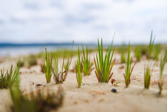 Close Up On Grass In The Sand On A Beach In Cuba. 