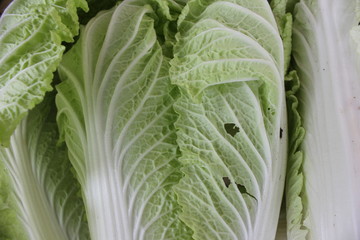Original Chinese cabbage