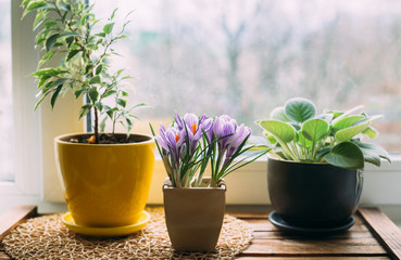Green home houseplants on windowsill on wooden