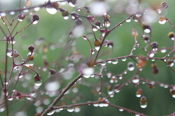 macro photography, grass in the forest drops on the leaves, water drops on the leaves, water drops on the fruit, water on the fruit, water on the leaves, water in fruit, water in the stem, water on tr