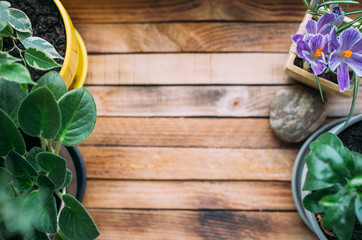 Green home houseplants on windowsill on wooden