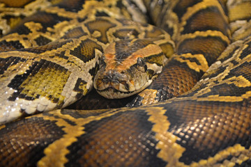 Obraz premium Closeup boa or Python on Coiled snake