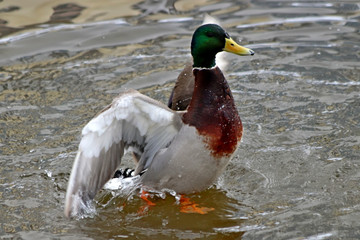 duck in water