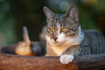 Portrait of striped cat resting on the wooden tray, close Thai cat