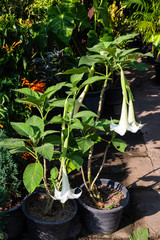 Market for sale plant in pots
