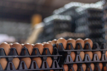 Eggs on the trading panel