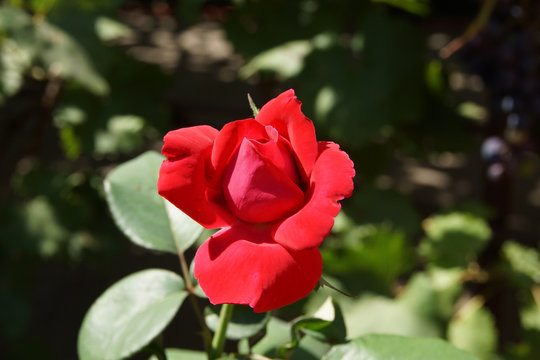 A beautiful red rose in my garden.