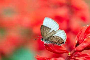 butterfly on a red flower