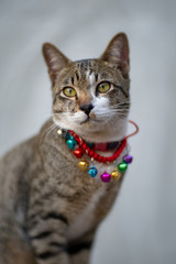 Close up the striped cat with beautiful eyes, portrait of Thai cat