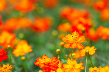 yellow flower ,petals in multiple layers