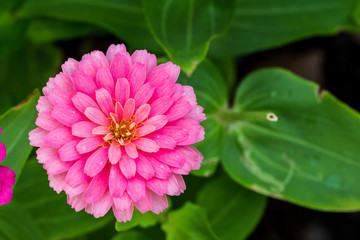 Pink flower petals in multiple layers