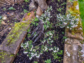 Unidentified gardener weeding around a white heather with a small garden fork